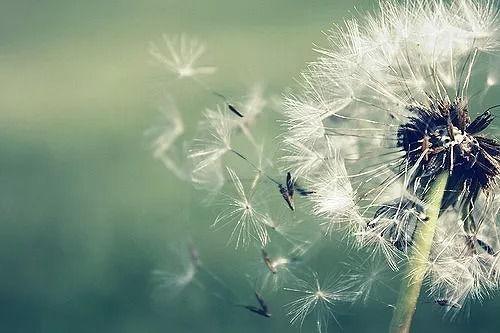 被风吹散的爸爸,回忆被风吹散的父亲